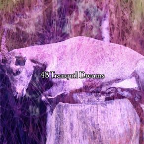 48 Tranquil Dreams album cover