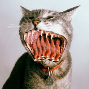 Leche De Tigre album cover