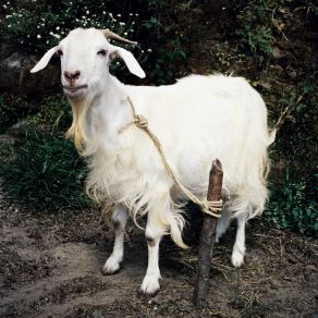 Iggy album cover
