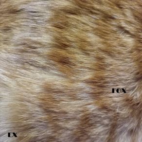 Fox album cover