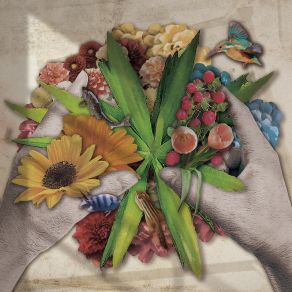 Biotop album cover