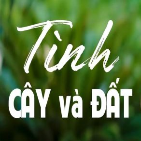 Tình Cây Và Đất album cover
