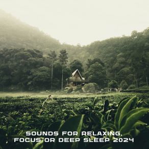Sounds For Relaxing, Focus Or Deep Sleep 2024 album cover