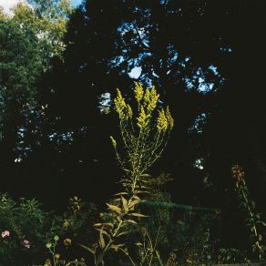 Music For Plants By Plants album cover