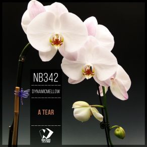 A Tear album cover