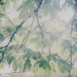 Floral Forms And Subsequent Interactions album cover
