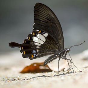 Metamorphosis album cover