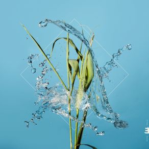 Stream album cover
