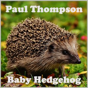 Baby Hedgehog album cover
