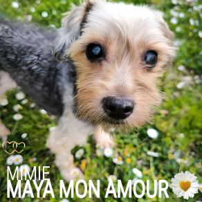 MAYA MON AMOUR album cover