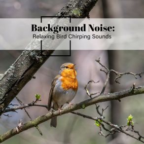 Background Noise: Relaxing Bird Chirping Sounds album cover