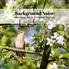 Background Noise: Harmonic Birds Chirping Sounds album cover
