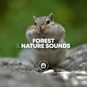 Forest & Nature Sounds album cover