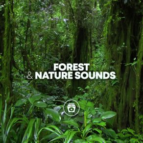 Forest & Nature Sounds album cover