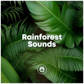 Rainforest Sounds album cover