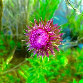 Milk Thistle Flower (Unmastered Demos) album cover