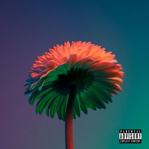 Roto album cover