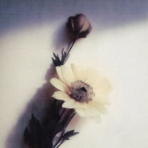 Bouquet album cover