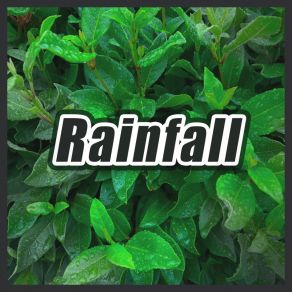 Rainfall album cover