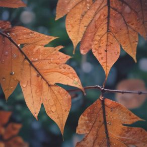 Late Autumn album cover