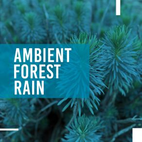 Ambient Forest Rain album cover