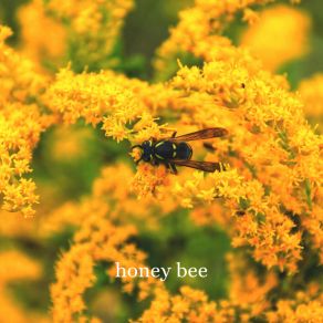 Honey Bee album cover