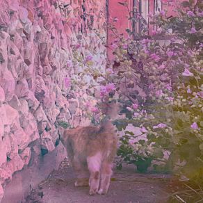Blossom album cover