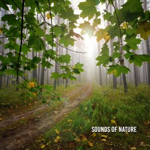 Sounds Of Nature album cover