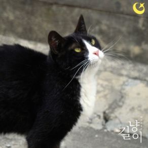 Stray Cat album cover