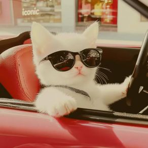 My Cat Tax album cover