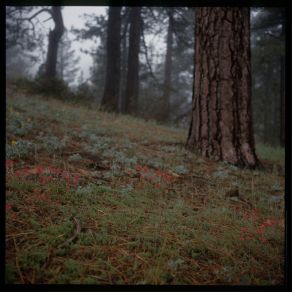 Nethermead (Single) album cover