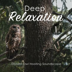 Deep Relaxation: Distant Owl Hooting Soundscape album cover