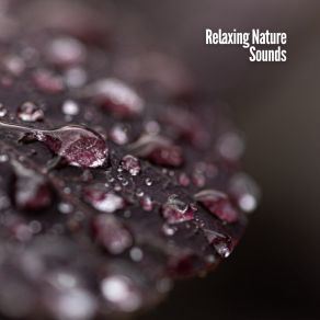 Relaxing Nature Sounds album cover