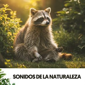 Sonidos De La Naturaleza: Melodías De Las Profundidades album cover