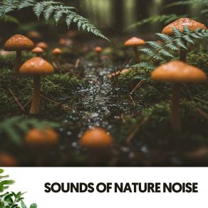 Sounds Of Nature Noise: Rainy Steps album cover