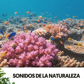 Sonidos De La Naturaleza: Melodías Bajo Las Olas album cover