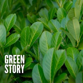 Green Story album cover