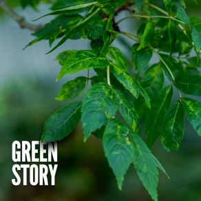 Green Story album cover