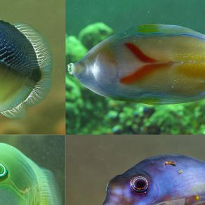FetusFish, Fished, Fishing album cover
