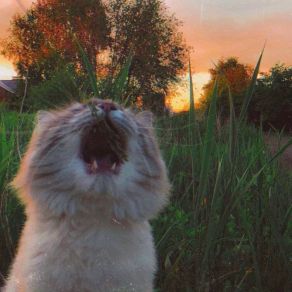 Warm May Days album cover
