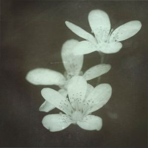 Where Her Flowers Still Bloom album cover
