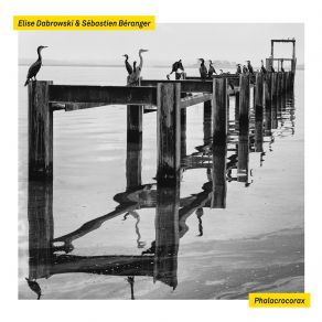 Phalacrocorax album cover