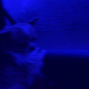 Bantik album cover