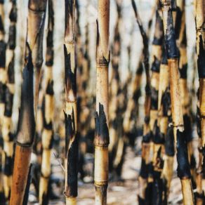 Songs From The Cane Fields (20ᵗʰ Anniversary Edition) album cover