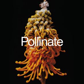 Pollinate album cover