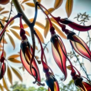 Ceibora Igniflora album cover
