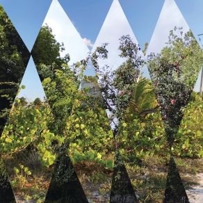The Woods album cover