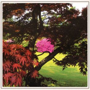 The Bird In Borrowed Feathers album cover